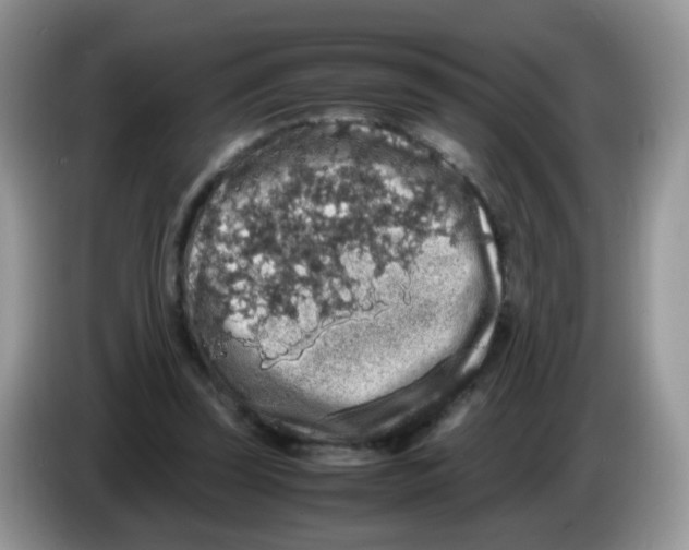 X0000086260347200704262000
