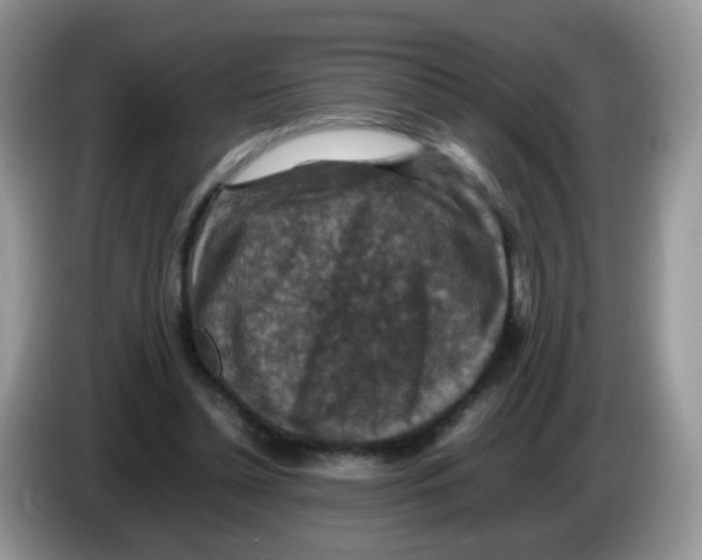 X0000086260348200704262000