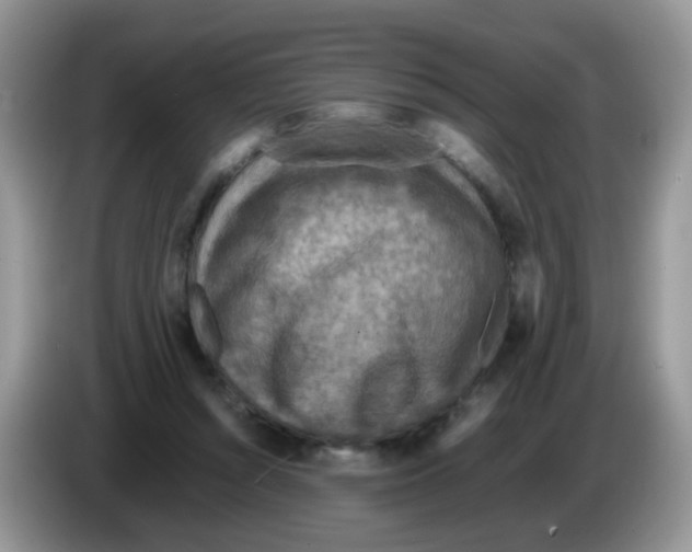 X0000086260352200704262000