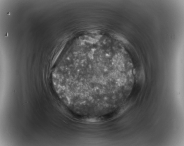 X0000086260365200704262000