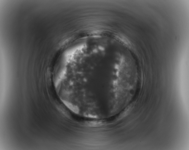 X0000086260366200704262000