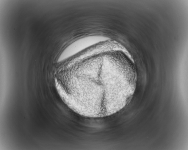 X0000086260375200704262000