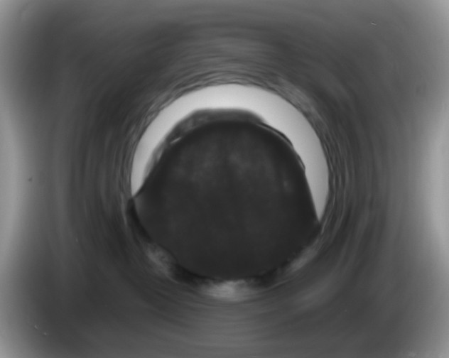 X0000086260382200704262000