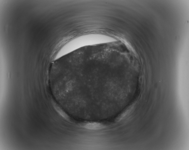 X0000086260397200704262000