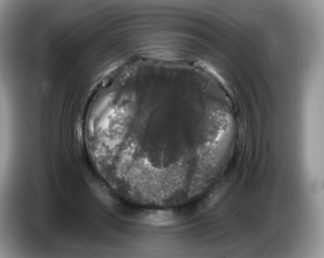 X0000086260398200704262000