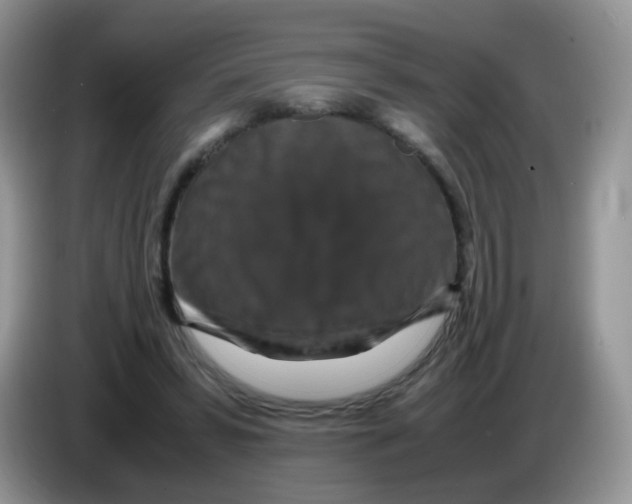 X0000086260399200704262000