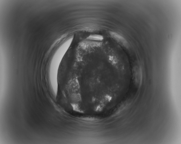 X0000086260400200704262000