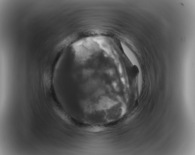 X0000086260402200704262000