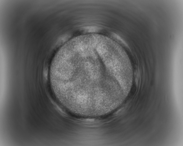 X0000086260406200704262000