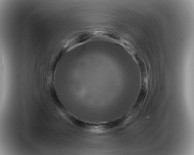 X0000086260411200704262000