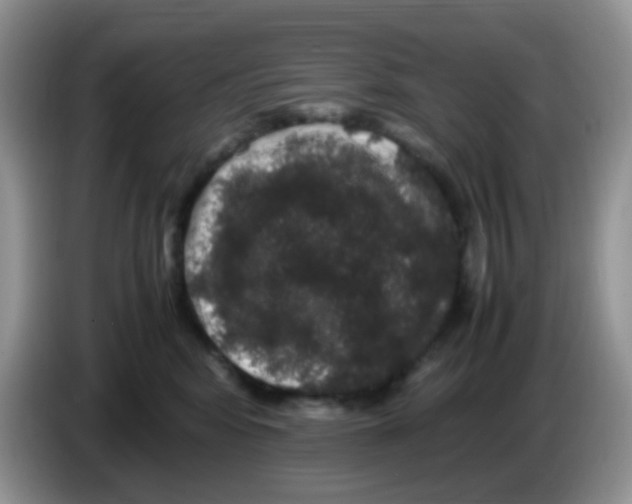 X0000086260424200704261959