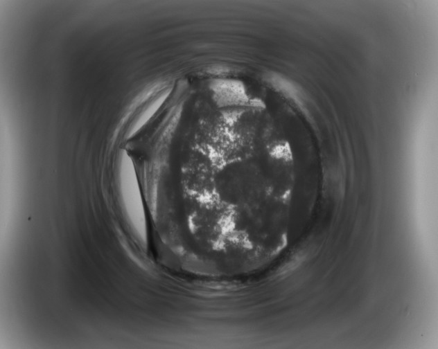X0000086260443200704261959