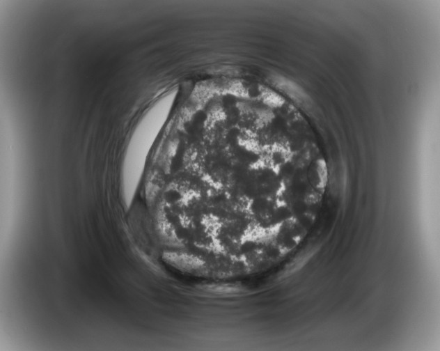 X0000086260449200704261959