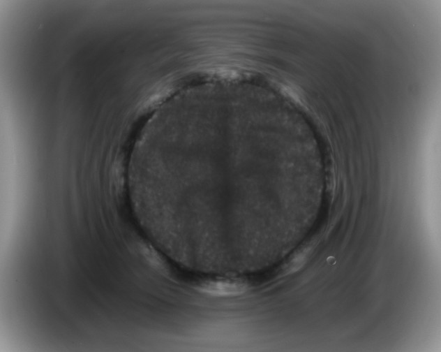 X0000086260466200704261959
