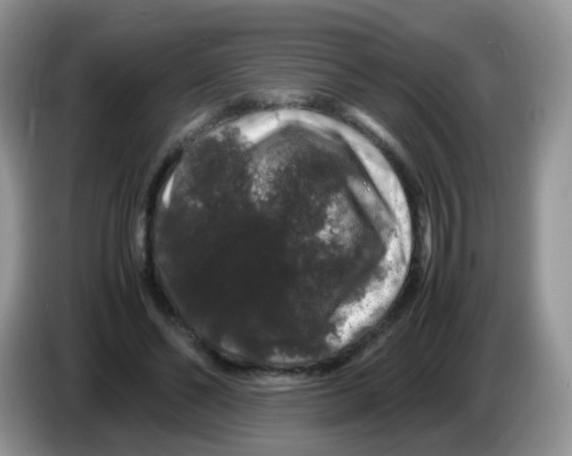 X0000086260494200704261958