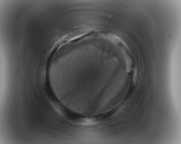 X0000086260496200704261958