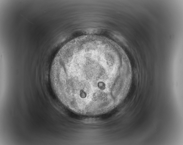 X0000086260499200704261958