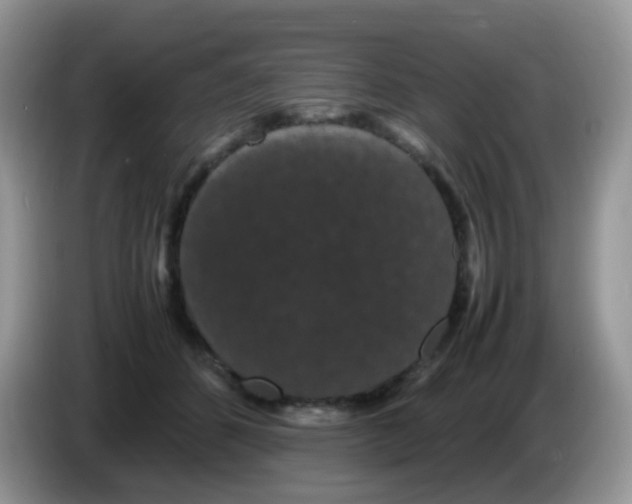 X0000086260512200704261958