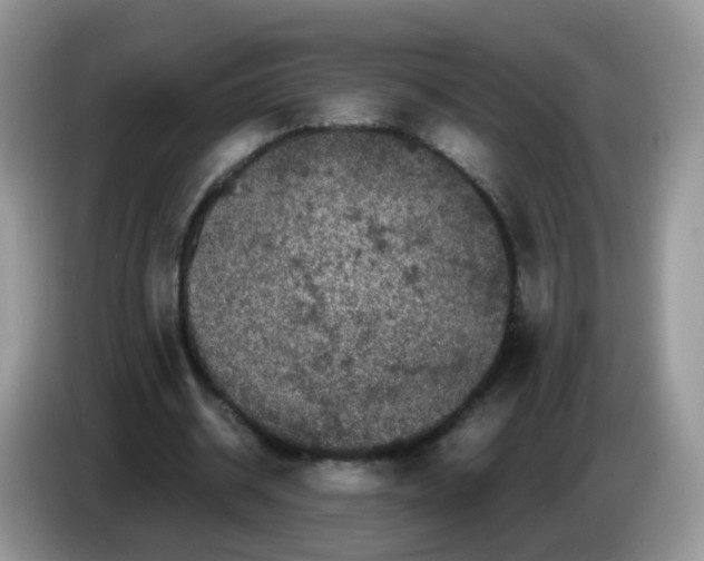 X0000086260534200704261958