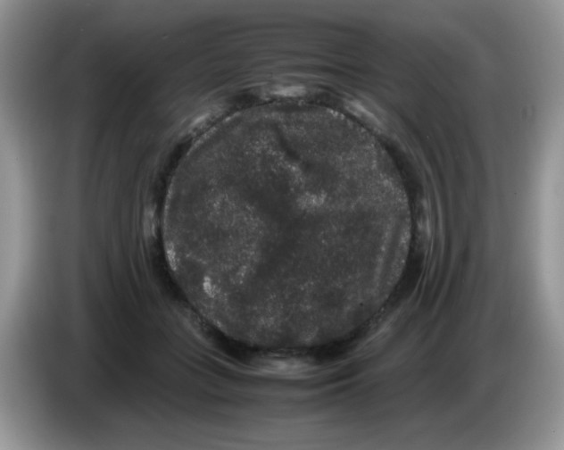 X0000086260555200704261958