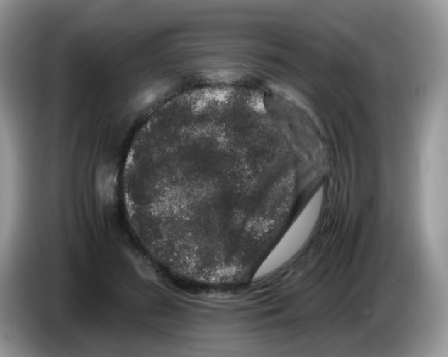 X0000086260596200704261957