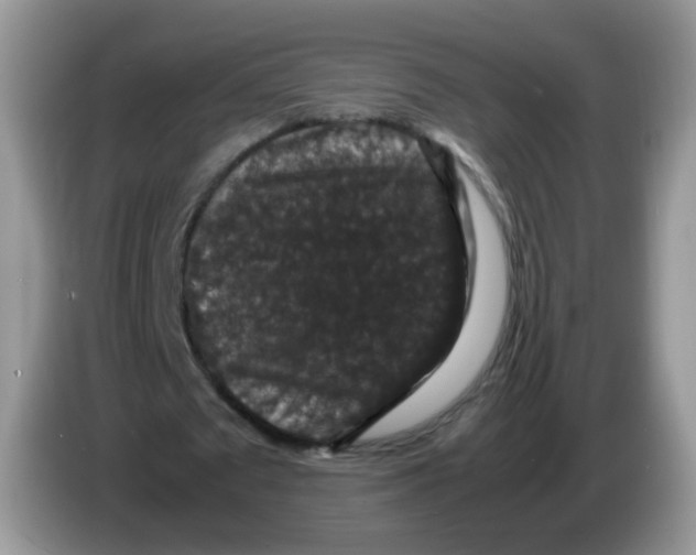 X0000086260673200704261956