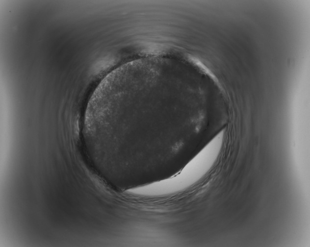 X0000086260685200704261956