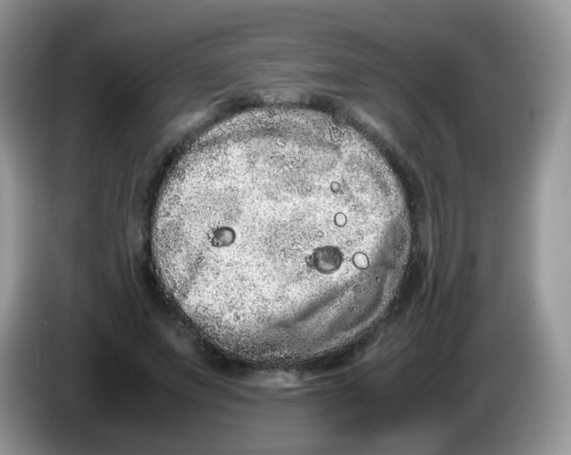 X0000086260687200704261956