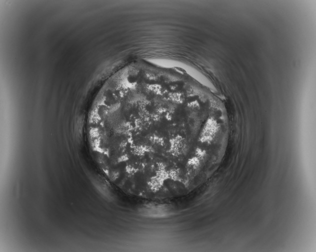 X0000086260742200704261955