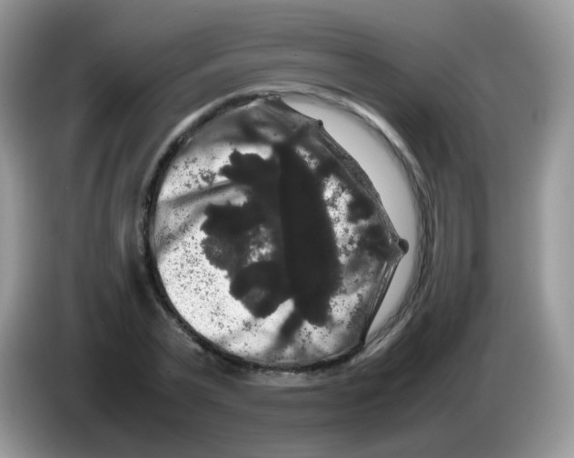 X0000086260783200704261955