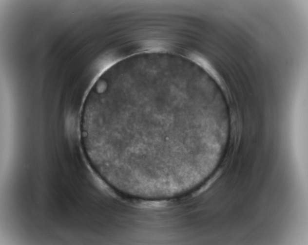 X0000086260810200704261954