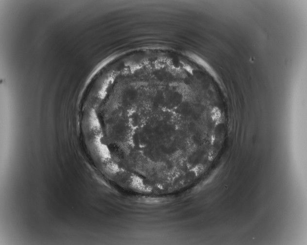 X0000086260829200704261954