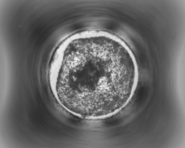 X0000086260856200704261954