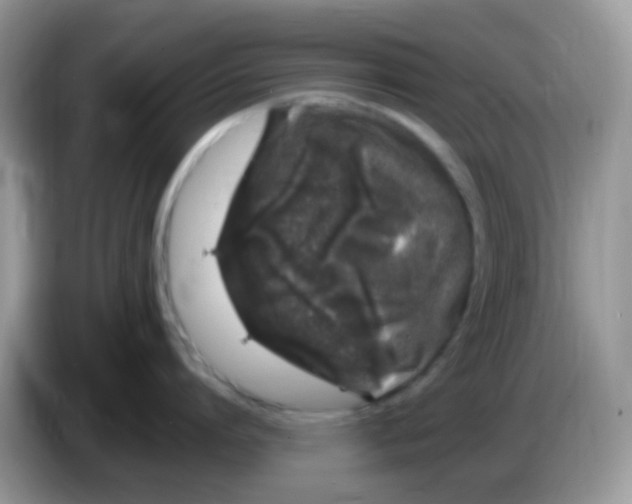 X0000086260864200704261954