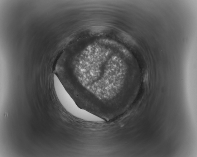 X0000086260868200704261954
