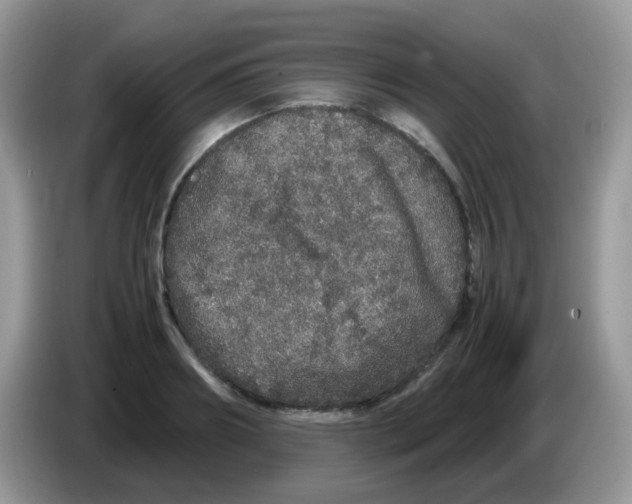 X0000086260890200704261953