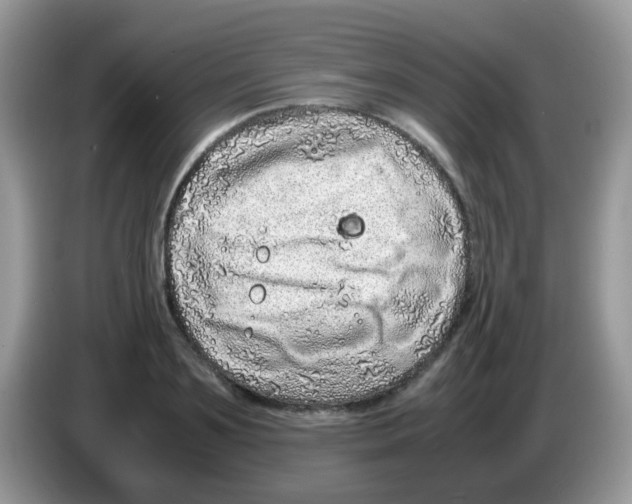 X0000086260891200704261953