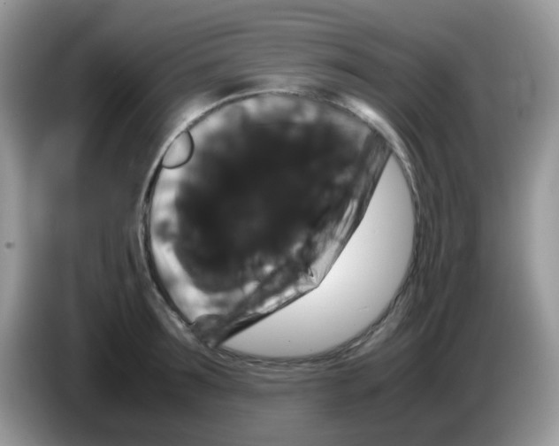 X0000086260899200704261953