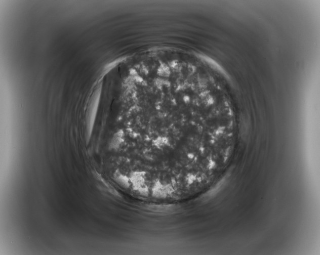 X0000086260921200704261953