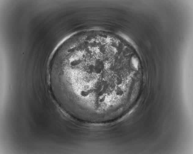 X0000086260925200704261953