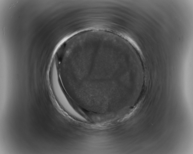 X0000086260944200704261953