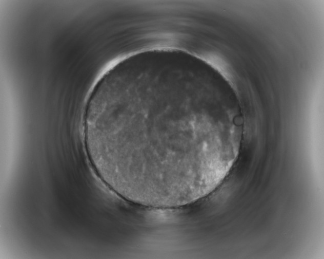 X0000086260950200704261953