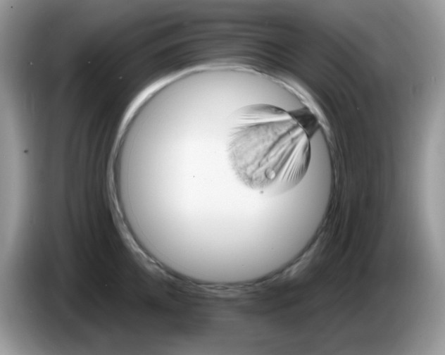 X0000086260952200704261953