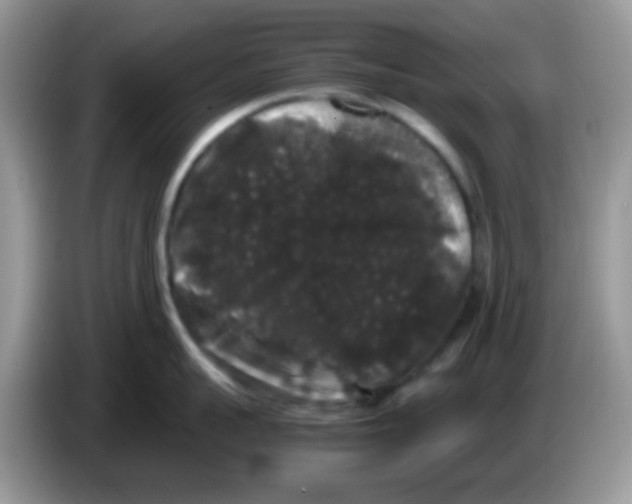 X0000086260959200704261953