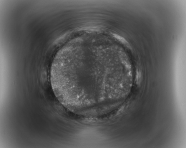 X0000086260966200704261952