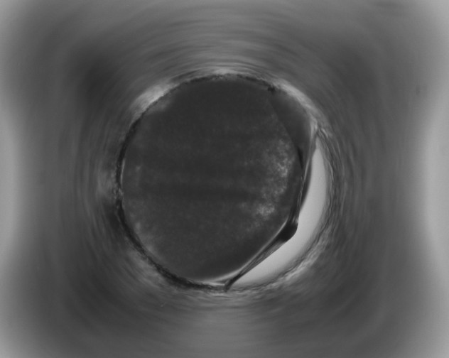 X0000086260977200704261952