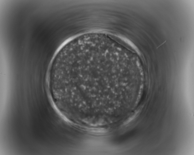 X0000086261007200704261952