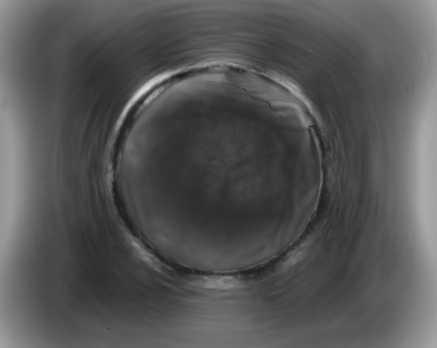 X0000086261024200704261951