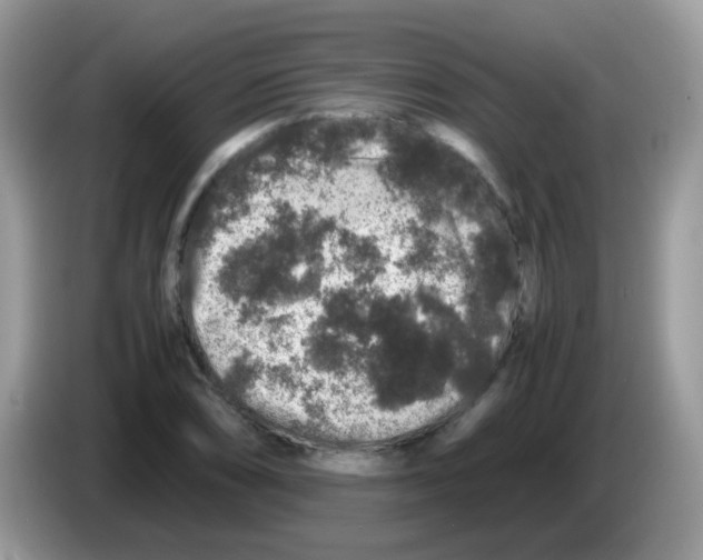 X0000086261074200704261951