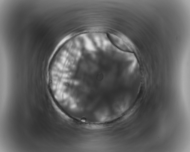 X0000086261095200704261951